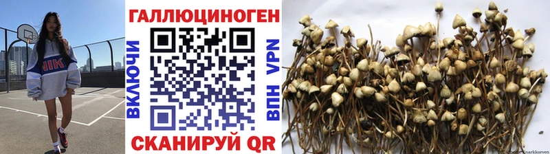 Псилоцибиновые грибы GOLDEN TEACHER Купить закладки Пустошка